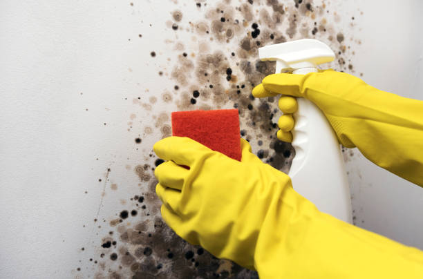Best Home Mold Removal  in Three Lakes, FL