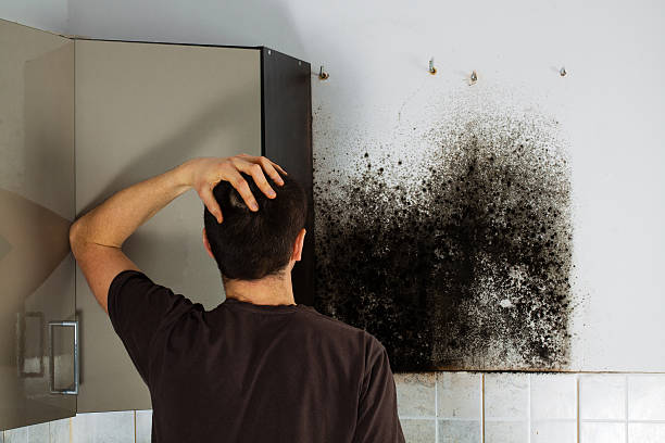 Best Commercial Mold Removal  in Three Lakes, FL